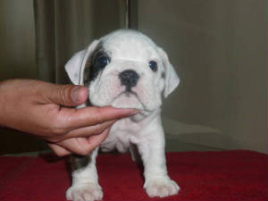 fancypants6weeks.jpg