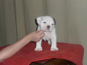 georgie6weeks.jpg